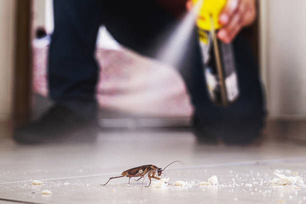 Reliable Clementon, NJ Pest Control Solutions